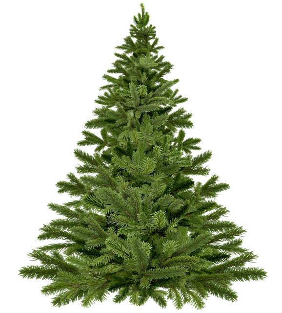 christmas-tree-christmas-1796131_640